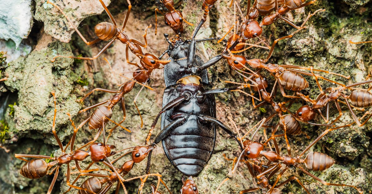 Assessing Landscaping Adjustments as a Cost-Effective Termite Prevention Method