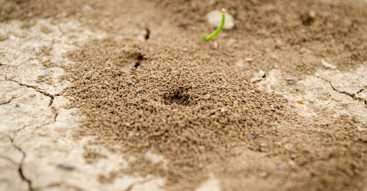 Comparing Liquid Treatments and Baiting Systems for Termite Management