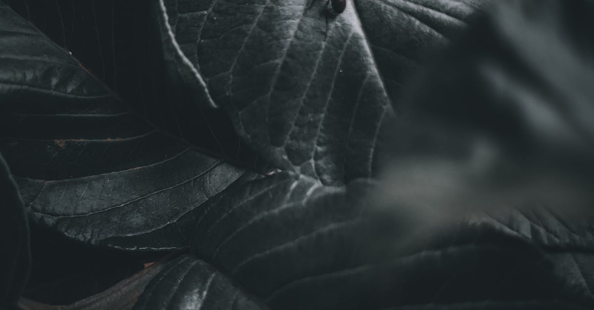 Cost Analysis of Borate Treatments for Termite Prevention