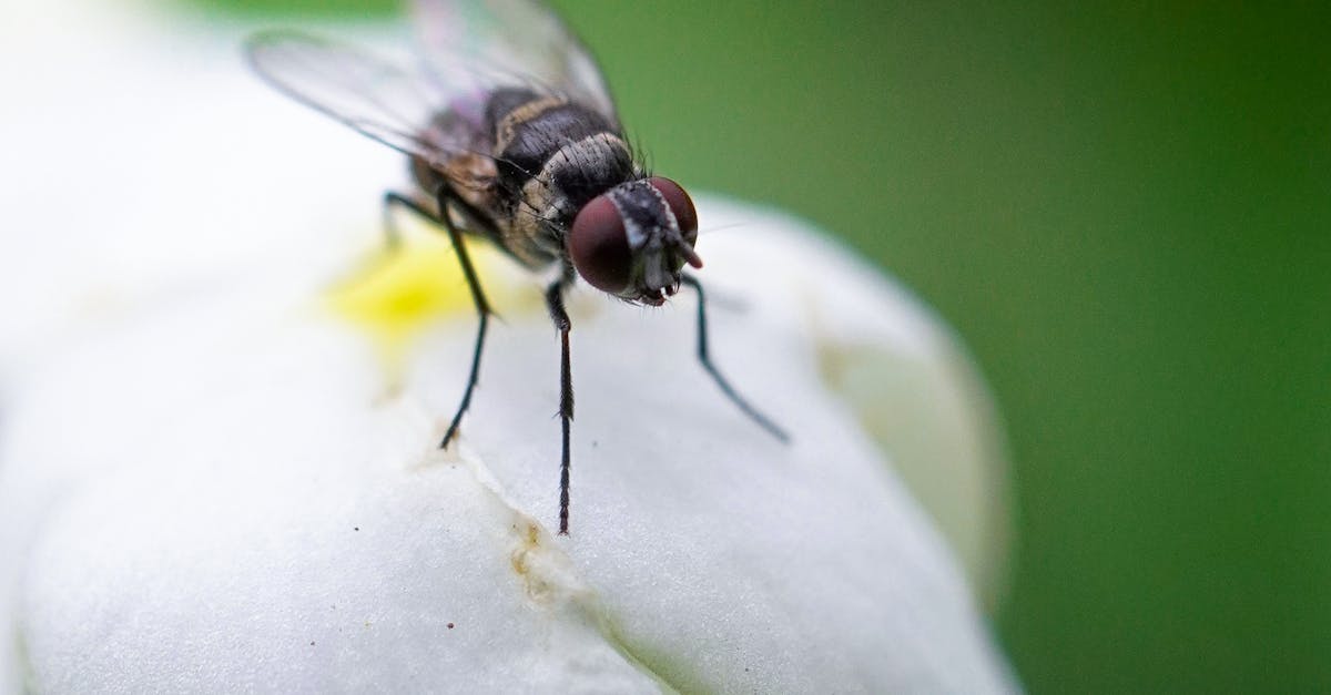 Economic Analysis of Soil Treatment Barriers in Termite Control