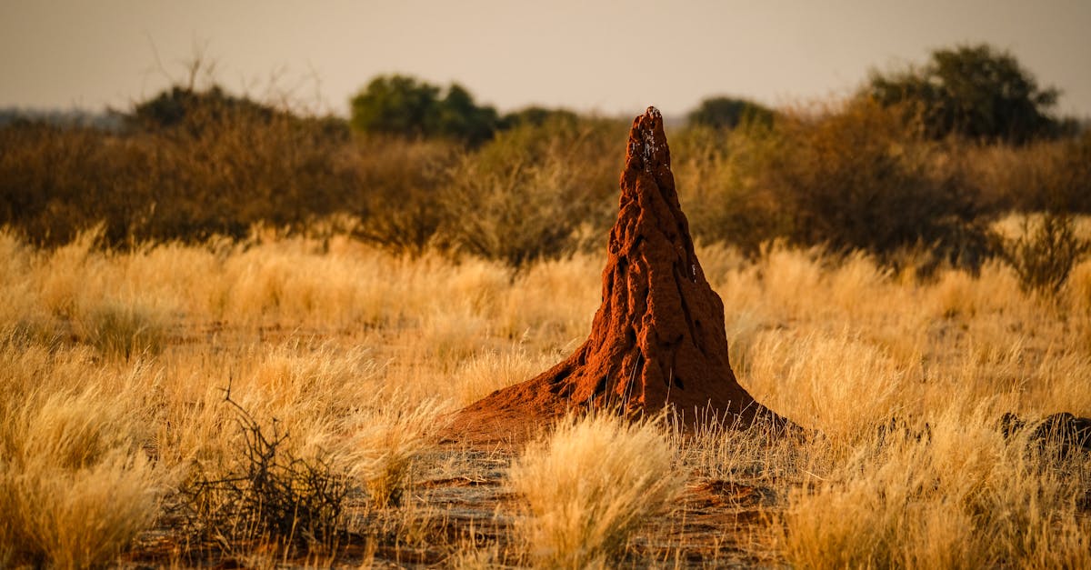 Effectiveness of Borate Treatments Over Time in Preventing Termite Damage