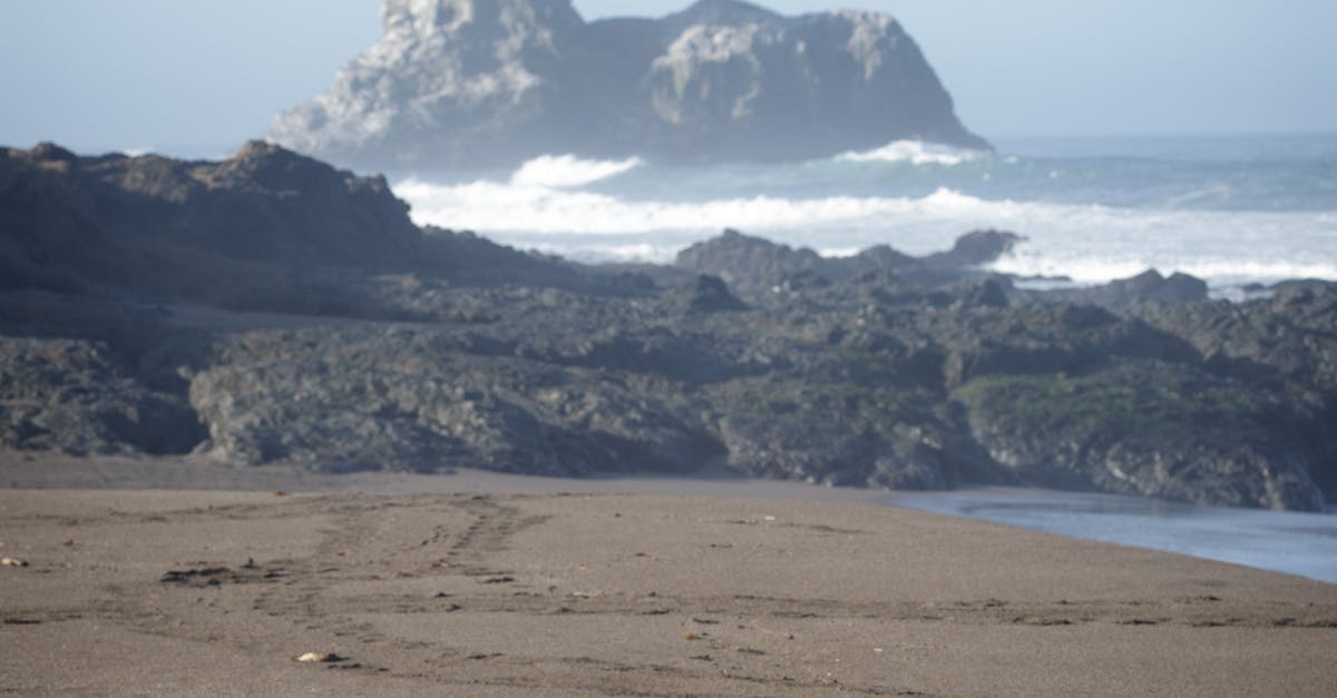 Making Sense of Premiums: Termite Coverage in Home Insurance