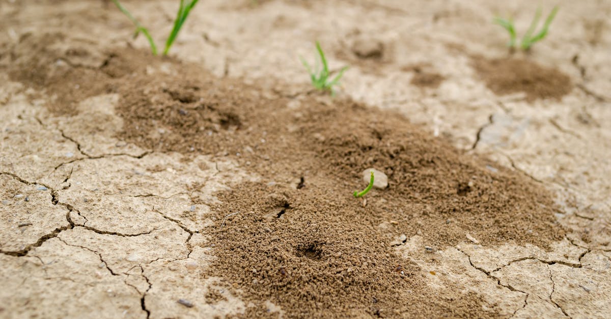 Organic Pest Control Strategies for Termite Infestation