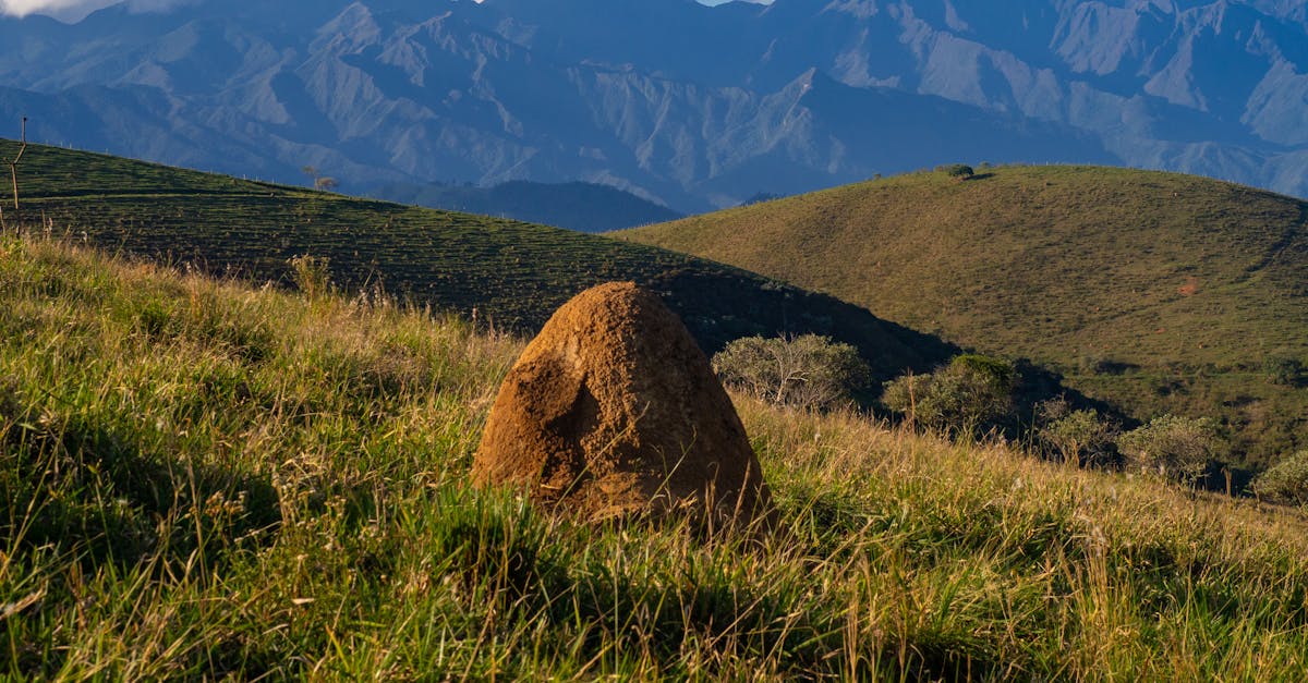 Seasonal Changes and Their Impact on Termite Inspection Frequency