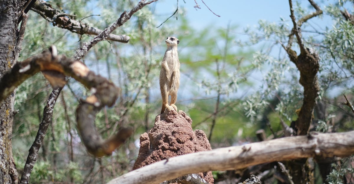 Seasonal Trends Affecting Termite Treatment Pricing