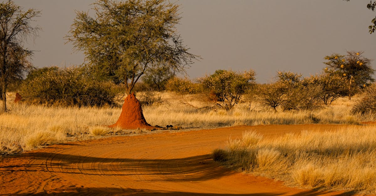 Strategies for Improving Ventilation to Reduce Moisture and Termite Risk