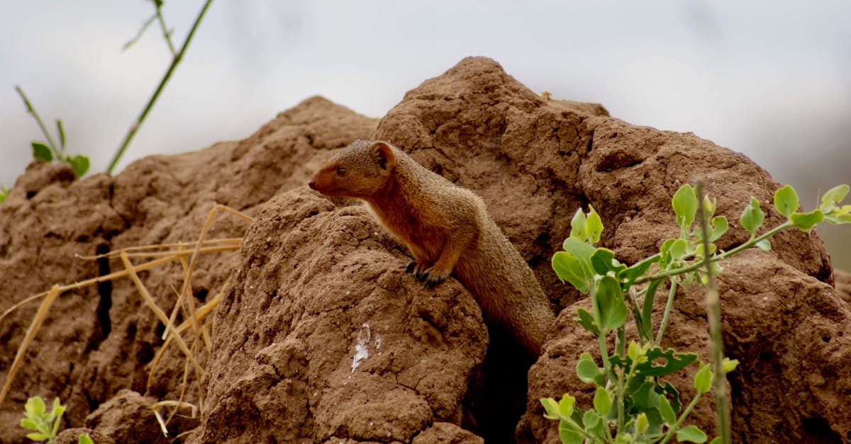 Sustainable Approaches to Termite Prevention in Homes