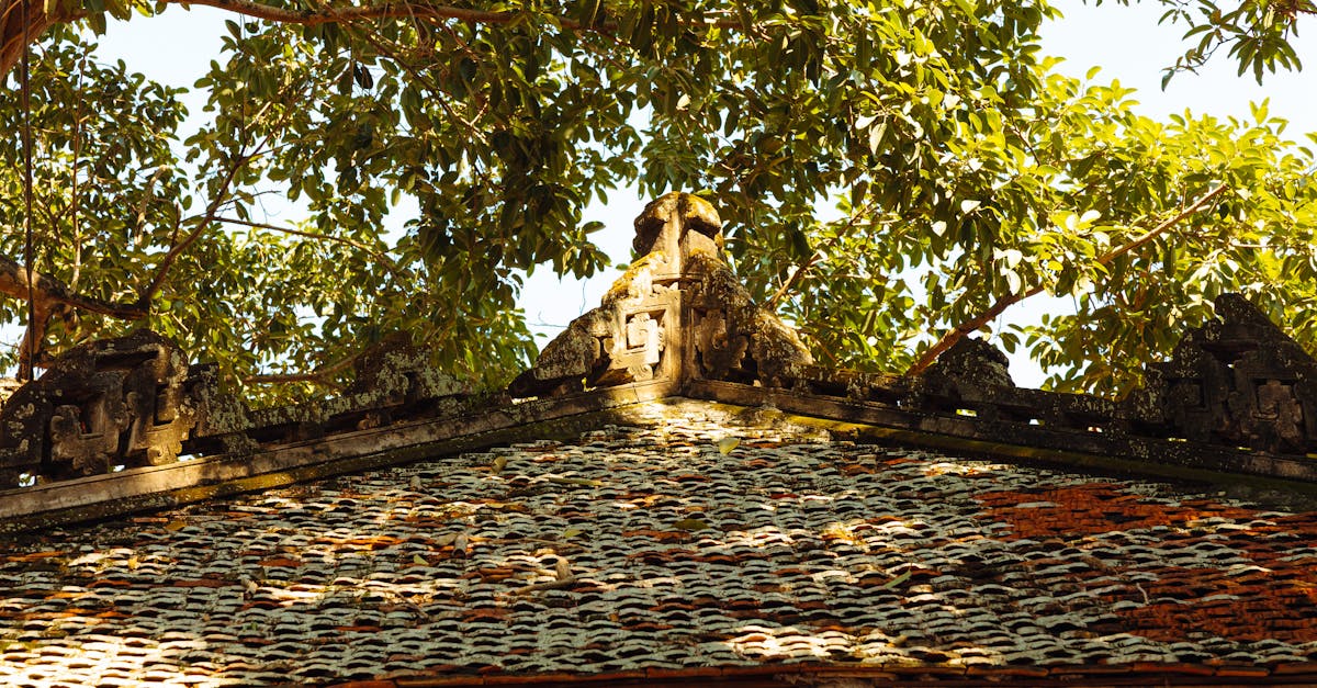 The Effectiveness of Plant-Based Termite Repellents