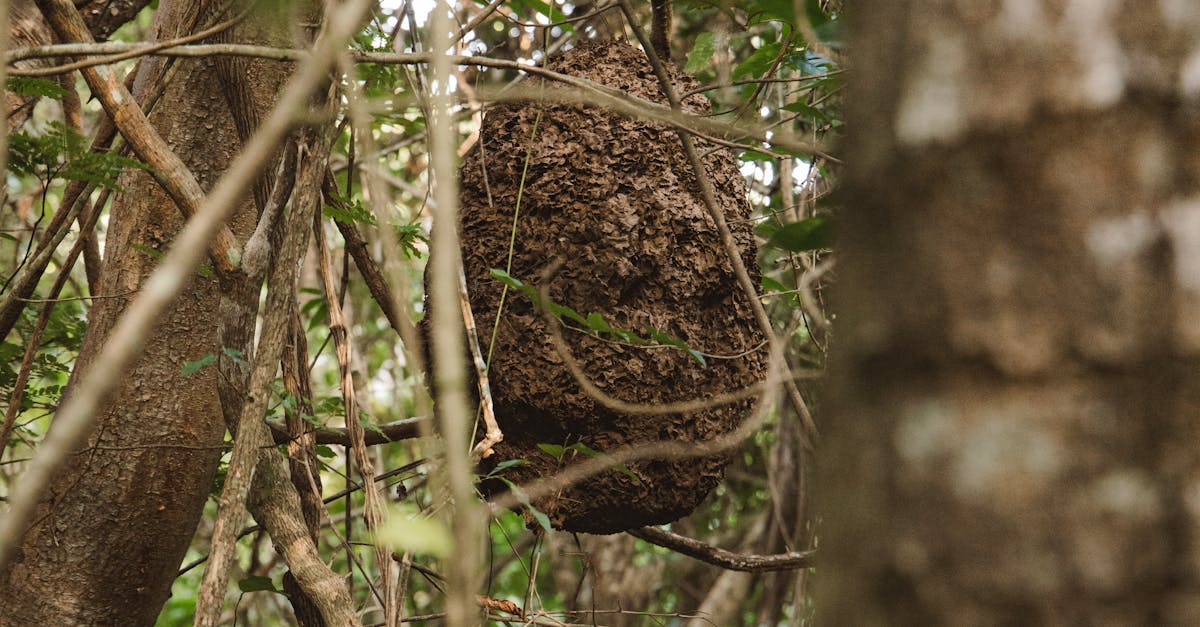 The Role of Borate in Enhanced Wood Longevity