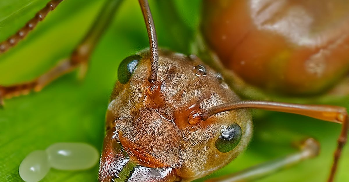 The Role of Inspections in a Comprehensive Termite Management Plan